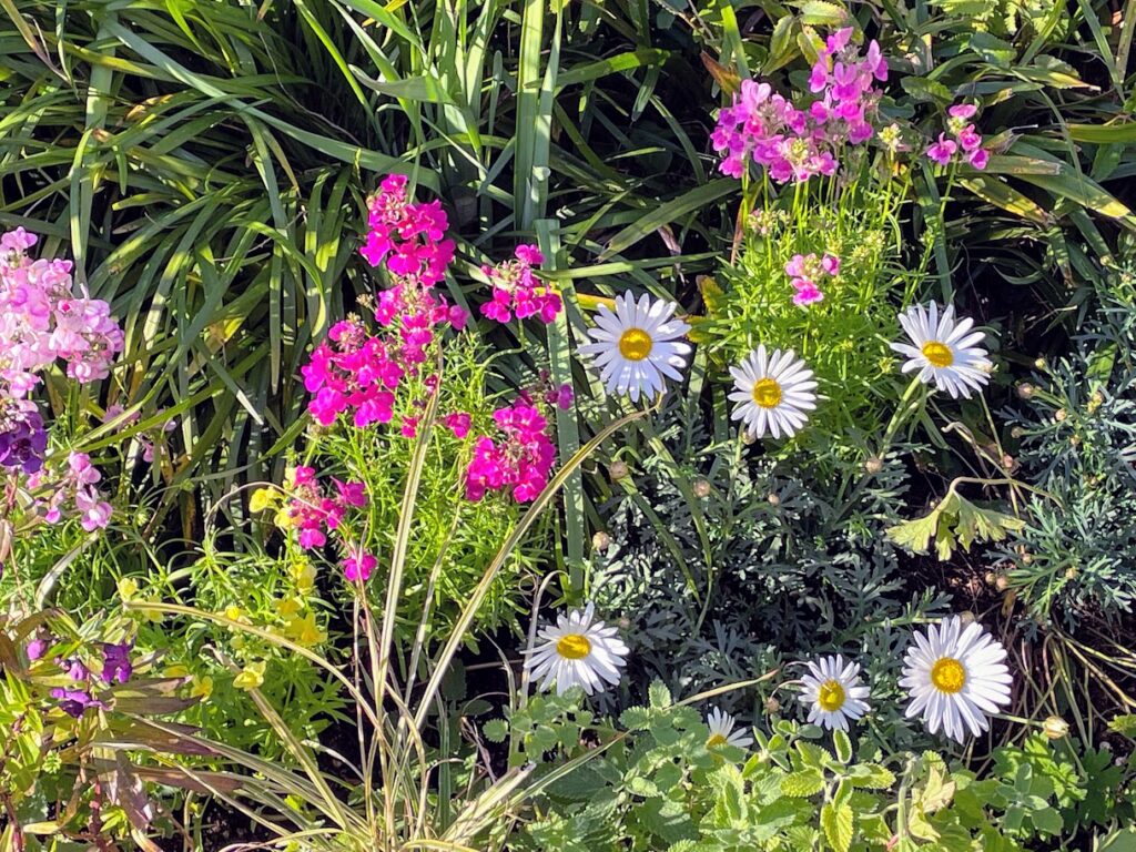 新宿伊勢丹 屋上庭園の花