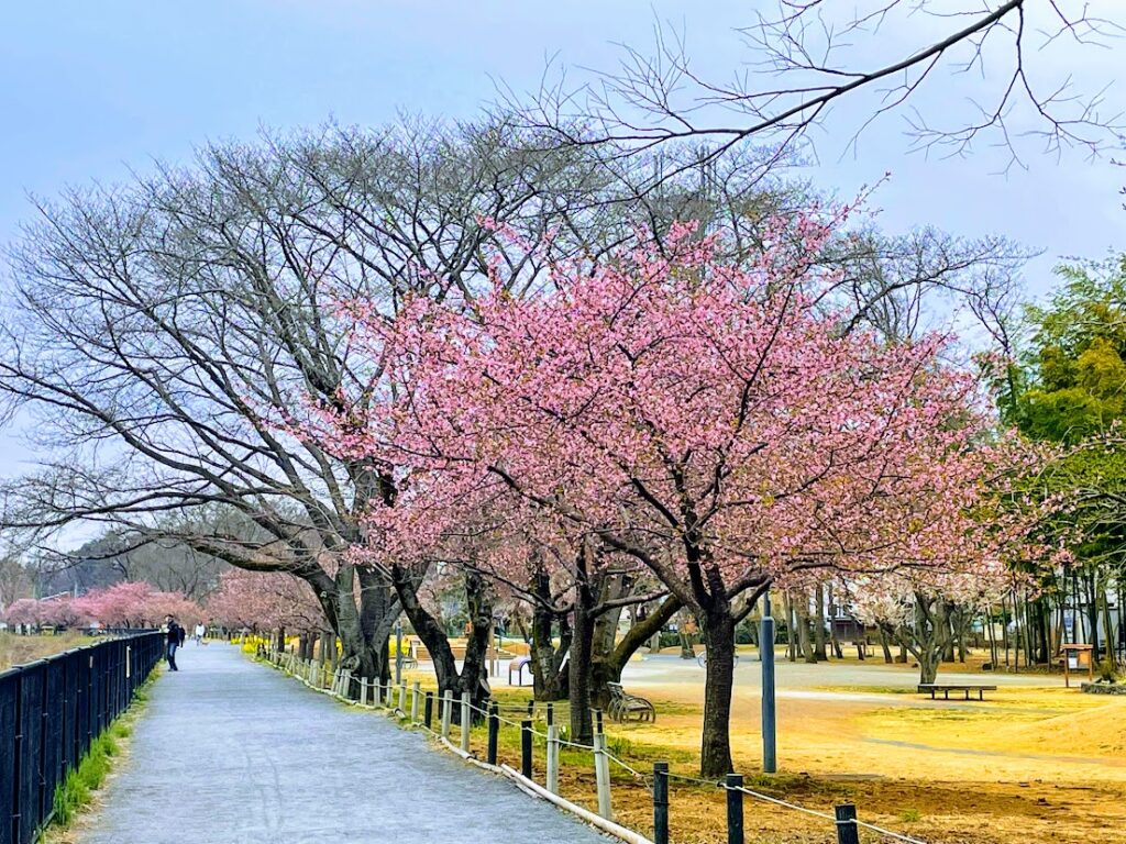 小田野中央公園の河津桜