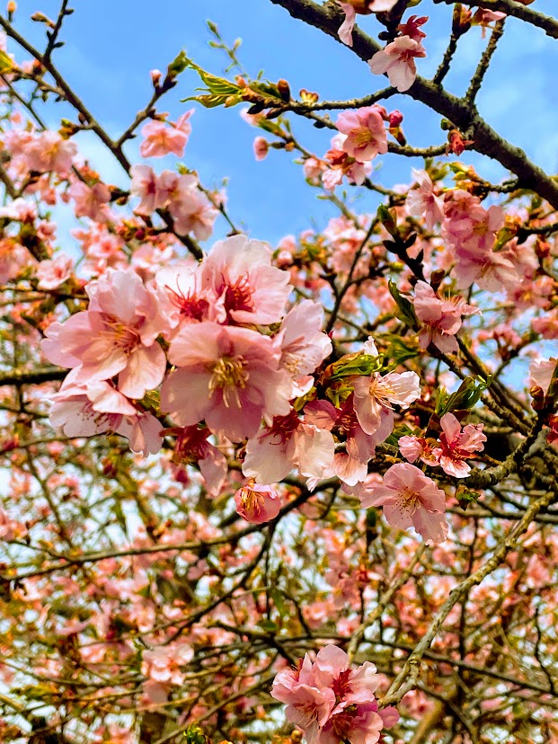 小田野中央公園の河津桜