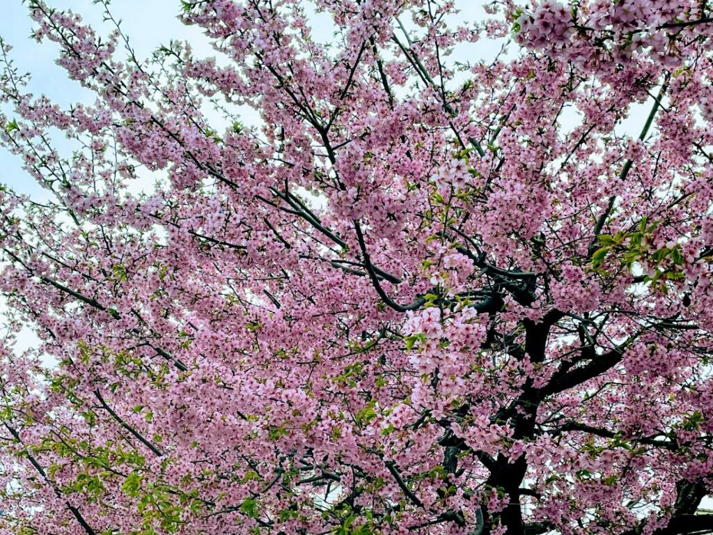 信松院の河津桜