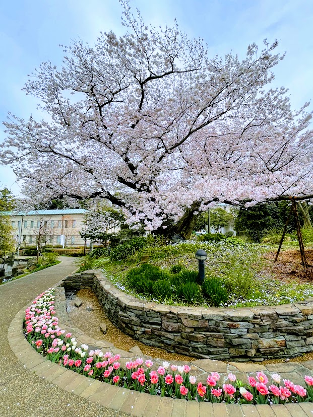 港の見える丘公園の桜