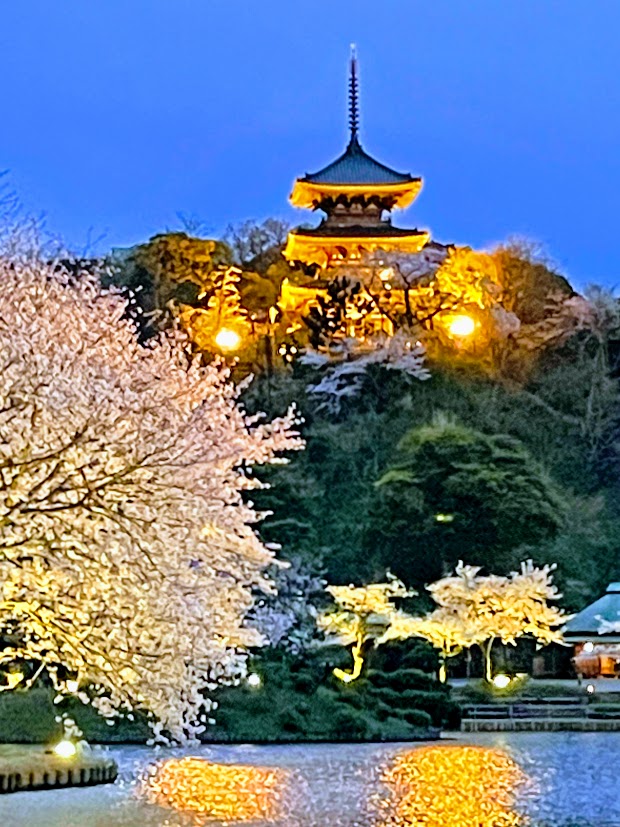 三渓園 三重塔と夜桜
