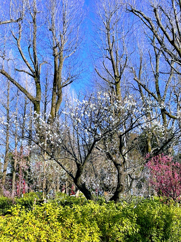 羽根木公園の梅