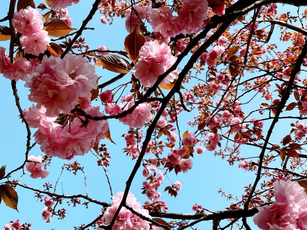 津久井湖城山公園の桜